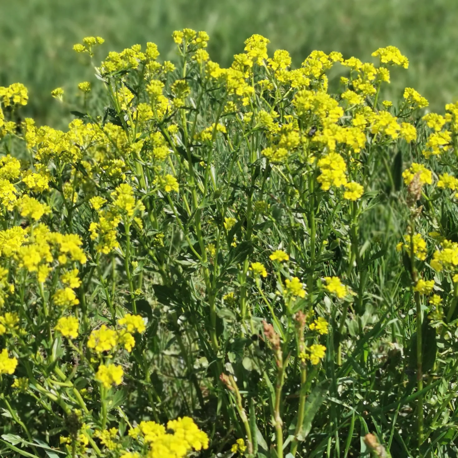 Barbarakraut - Frische Würze das ganze Jahr