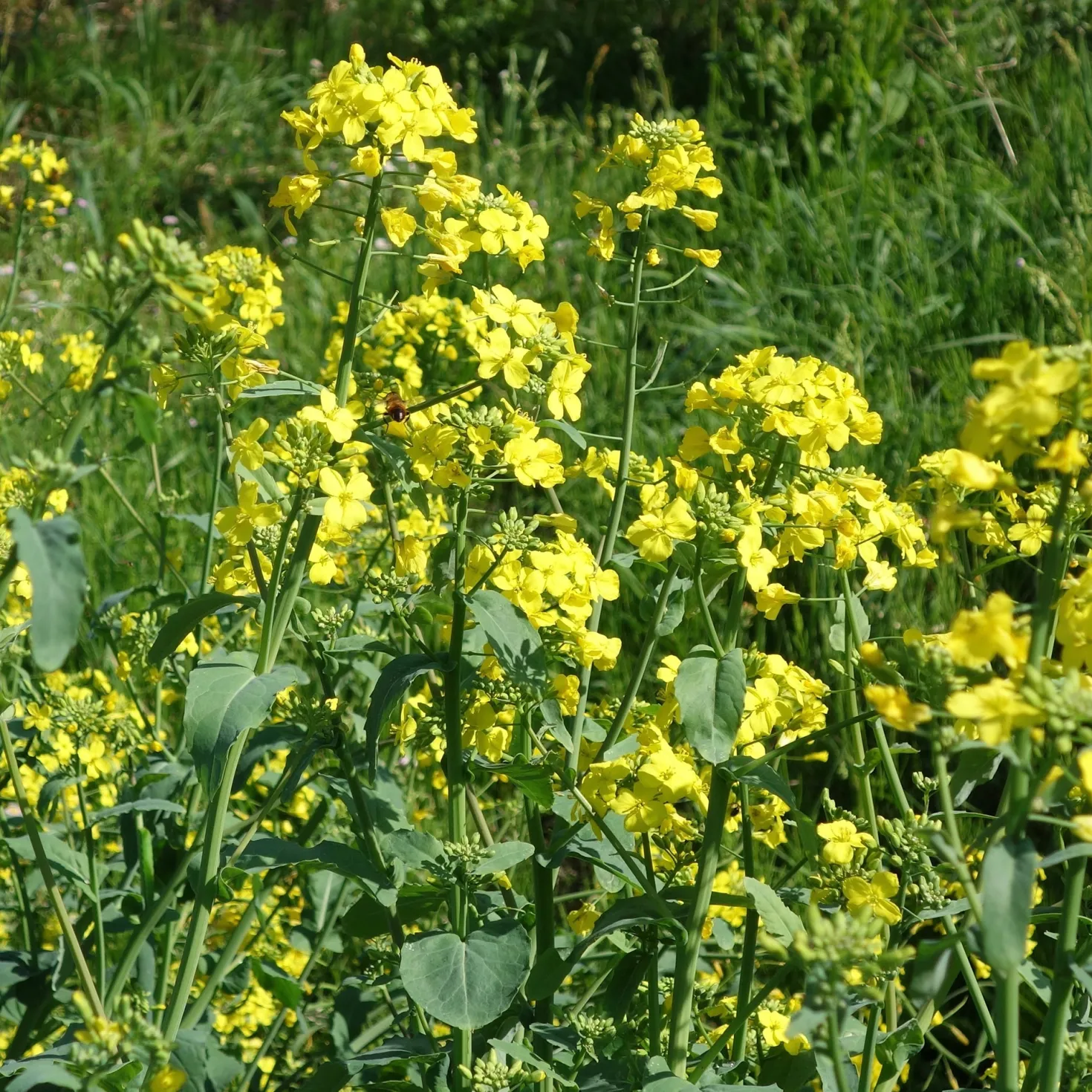 Barbarakraut - Frische Würze das ganze Jahr