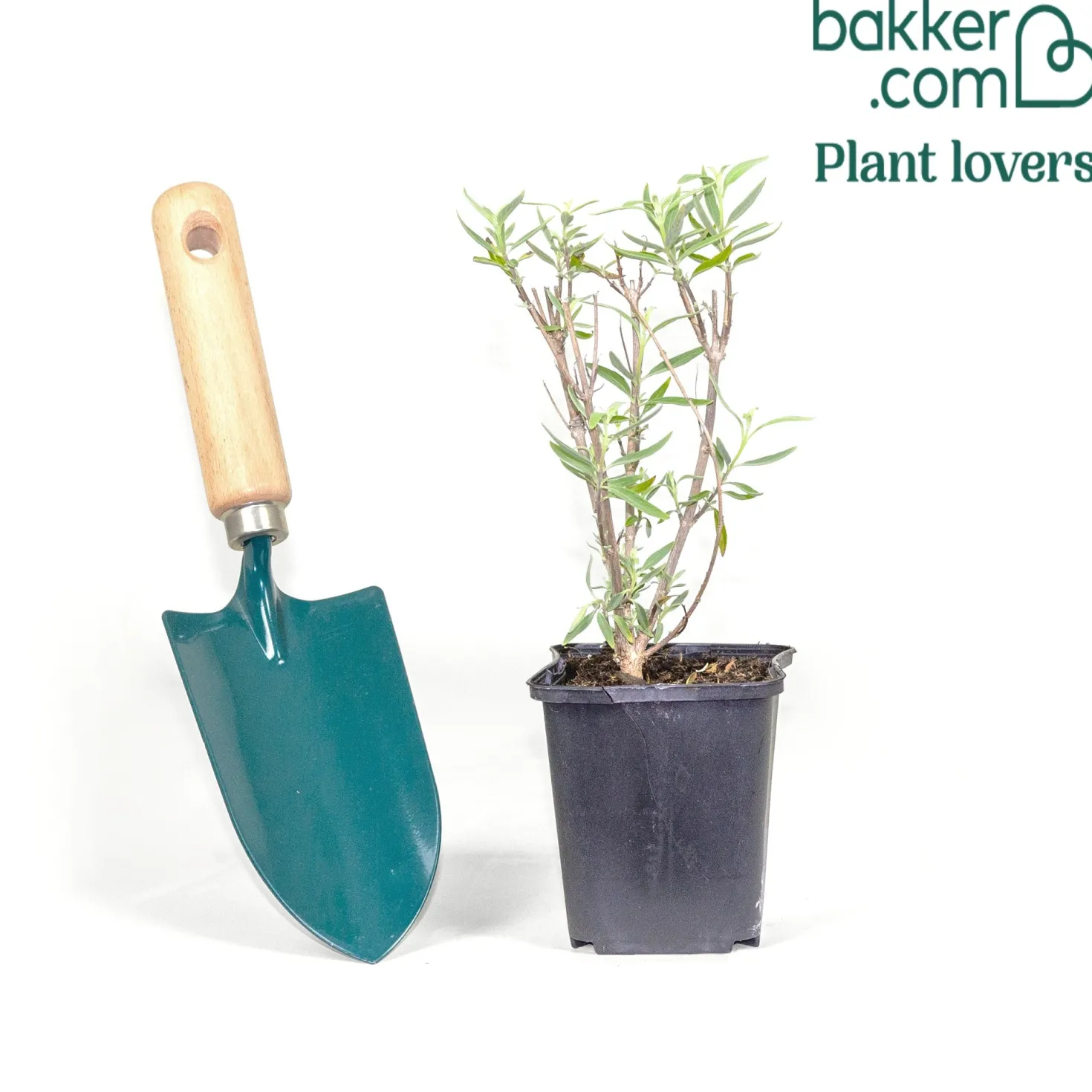Bartblume Blauer Spatz - Blaue Blüten im Spätsommer