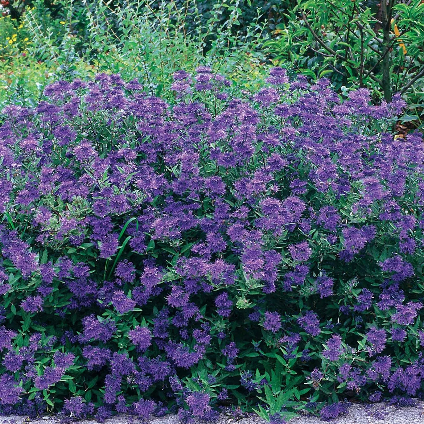 Bartblume Blauer Spatz - Blaue Blüten im Spätsommer
