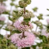 Bartblume ‘Camara’® Pink - Rosa Blütenzauber im Spätsommer