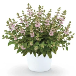 Bartblume ‘Camara’® Pink - Rosa Blütenzauber im Spätsommer