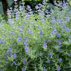 Bartblume 'Heavenly Blue' - Blau blüht der Spätsommer