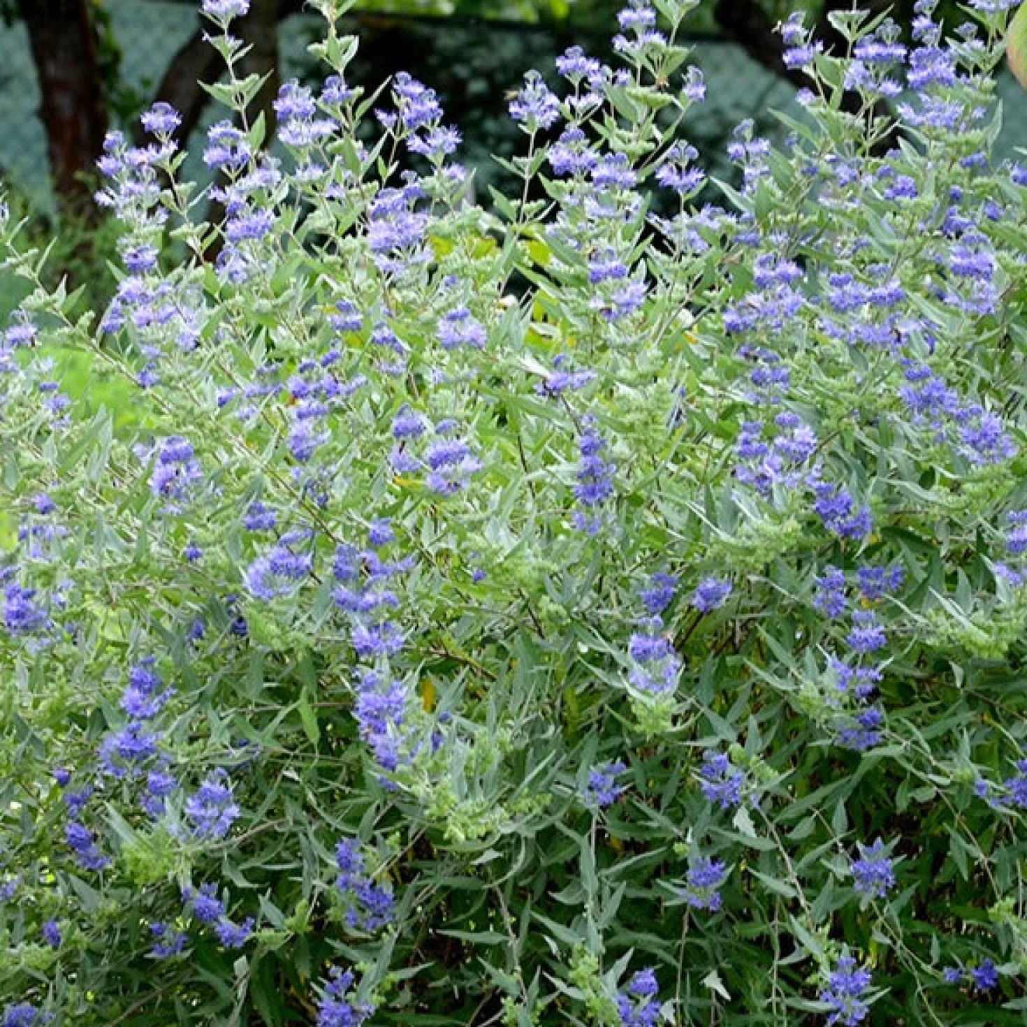 Bartblume 'Heavenly Blue' - Blau blüht der Spätsommer