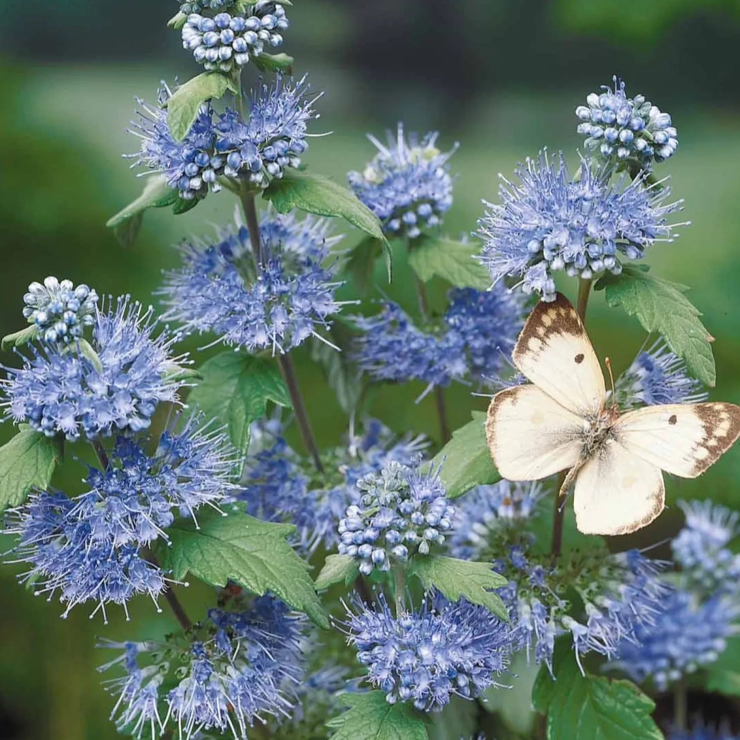 Bartblume 'Heavenly Blue' - Blau blüht der Spätsommer