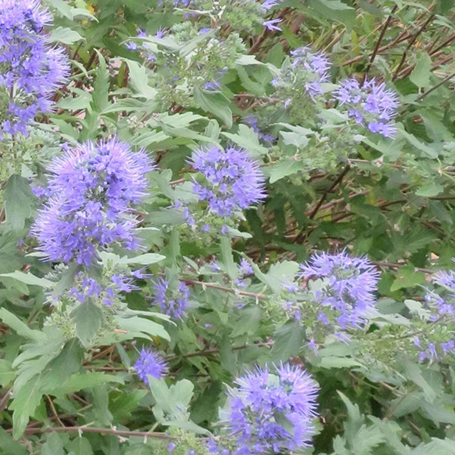 Bartblume 'Heavenly Blue' - Blau blüht der Spätsommer