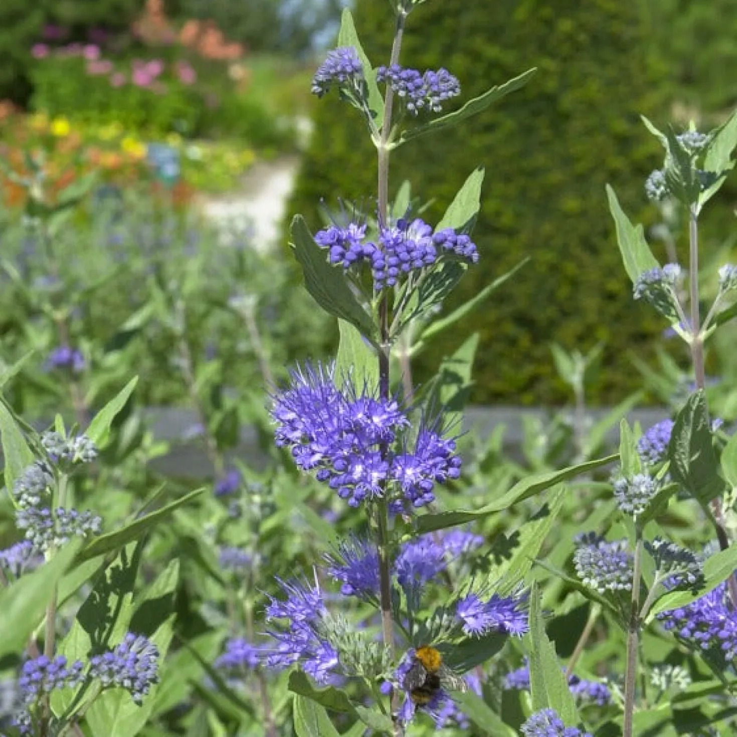 Bartblume 'Heavenly Blue' - Blau blüht der Spätsommer