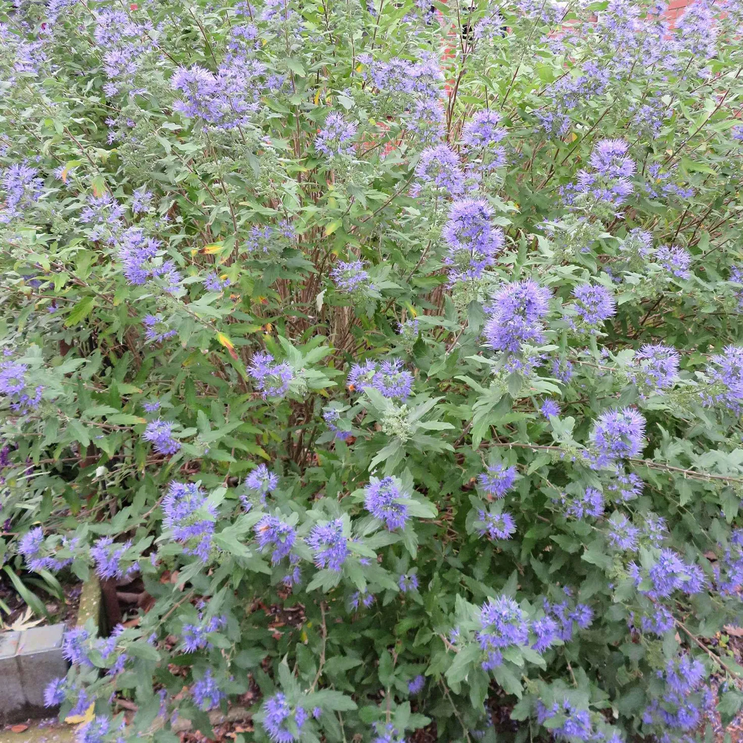 Bartblume 'Heavenly Blue' - Blau blüht der Spätsommer