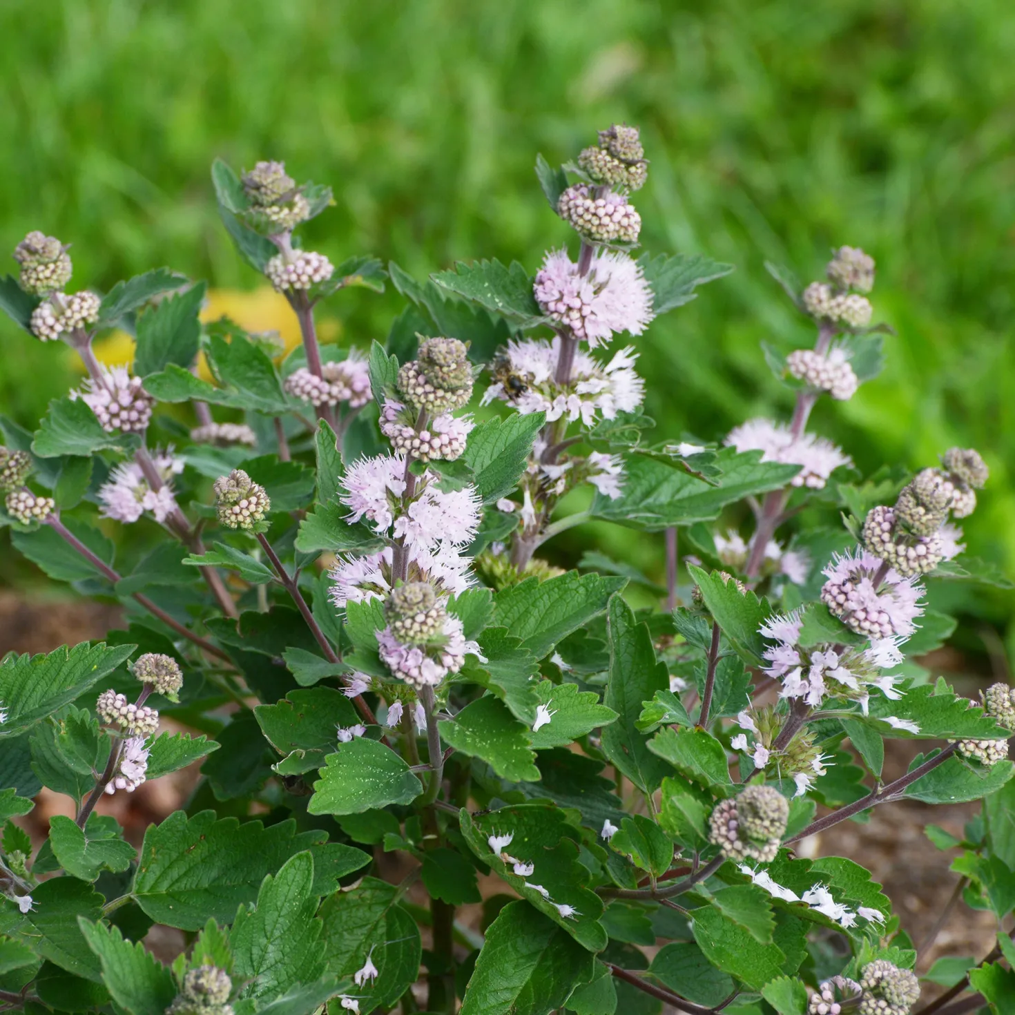 Bartblume ‘Stephi’® Rosa - Blütenzauber im Spätsommer