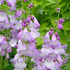 Bartfaden 'Alice Hindley' - Zarte Glocken, langer Flor