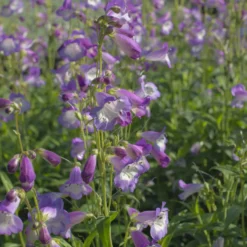 Bartfaden 'Alice Hindley' - Zarte Glocken, langer Flor