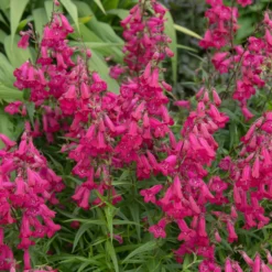 Bartfaden 'Andenken an Friedrich Hahn' - Fuchsia-Blüten bis Juli