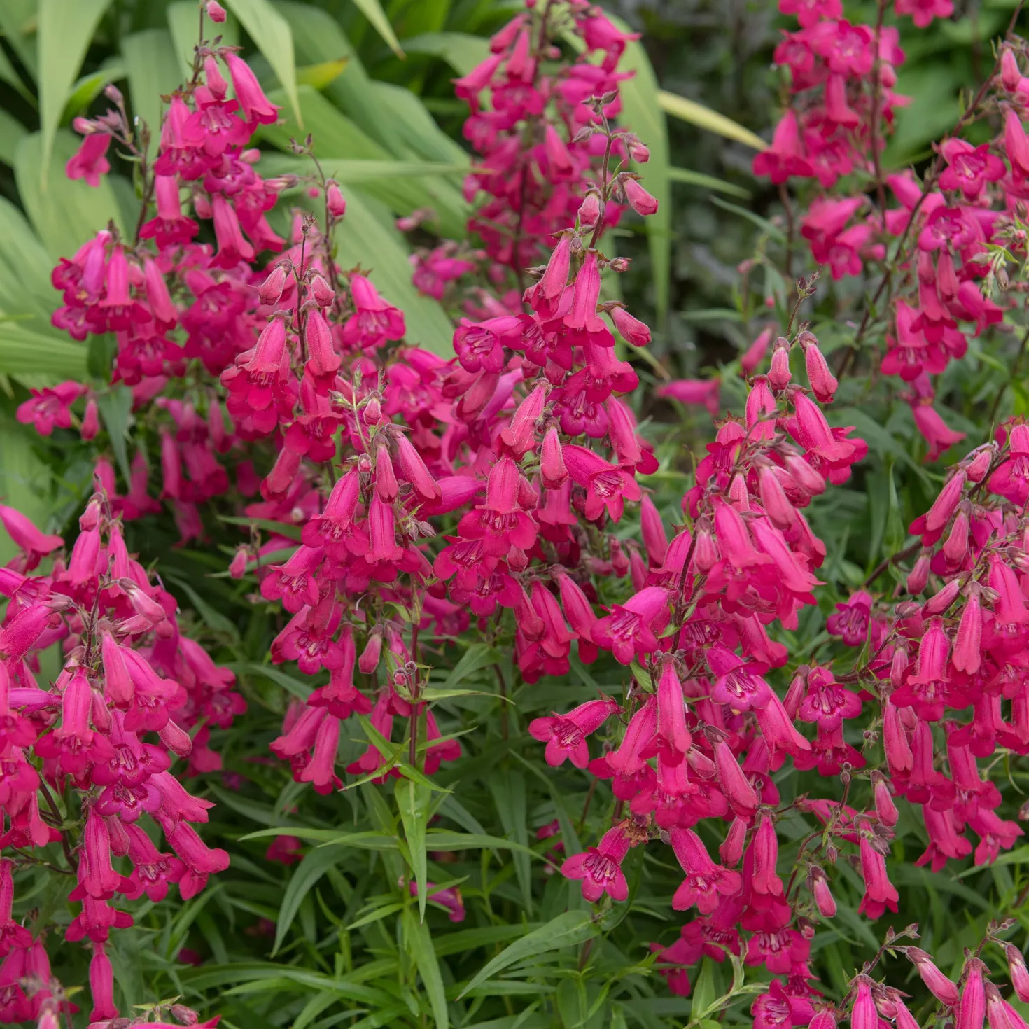Bartfaden 'Andenken an Friedrich Hahn' - Fuchsia-Blüten bis Juli