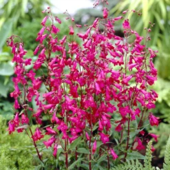Bartfaden 'Andenken an Friedrich Hahn' - Fuchsia-Blüten bis Juli