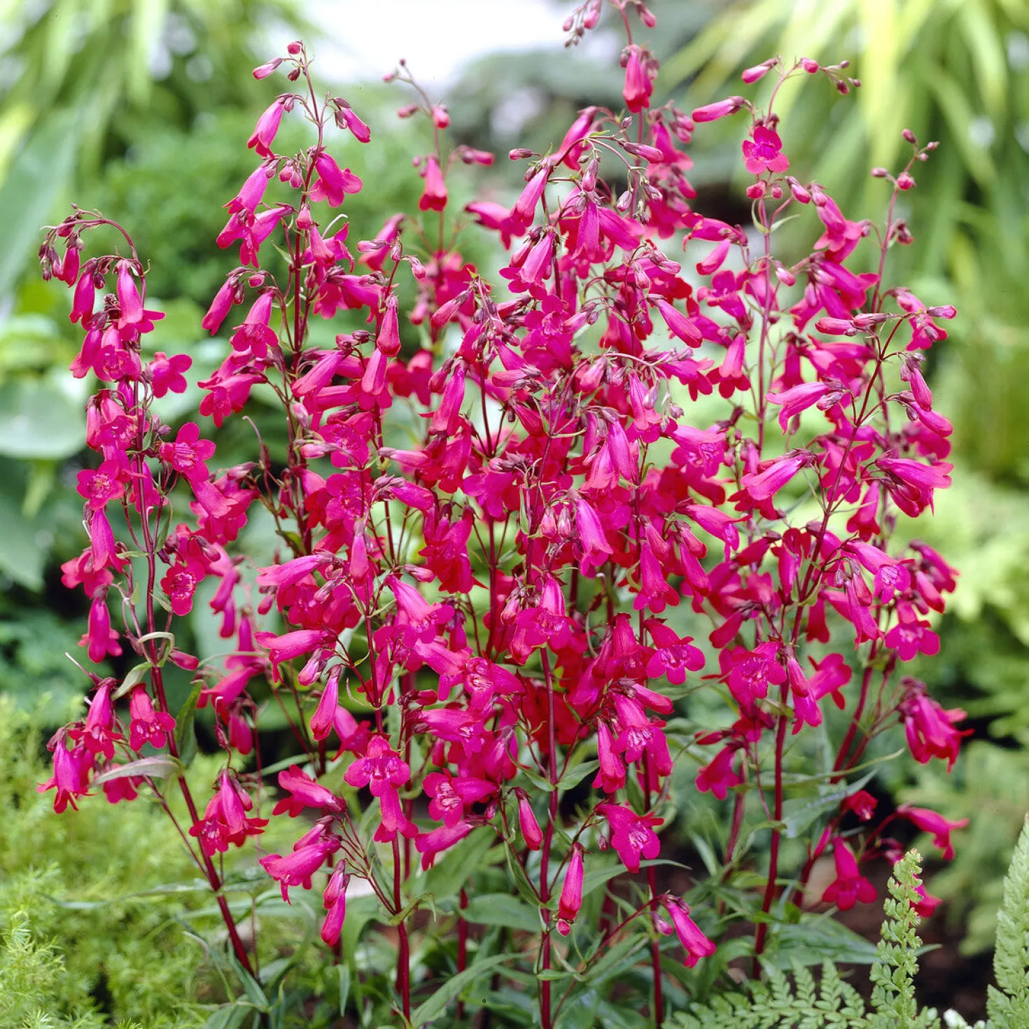 Bartfaden 'Andenken an Friedrich Hahn' - Fuchsia-Blüten bis Juli