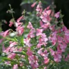 Bartfaden Apple Blossom - Zarte Blüten den ganzen Sommer