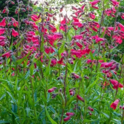 Bartfaden 'Schoenholzeri' - Fuchsia-Blüten den ganzen Sommer