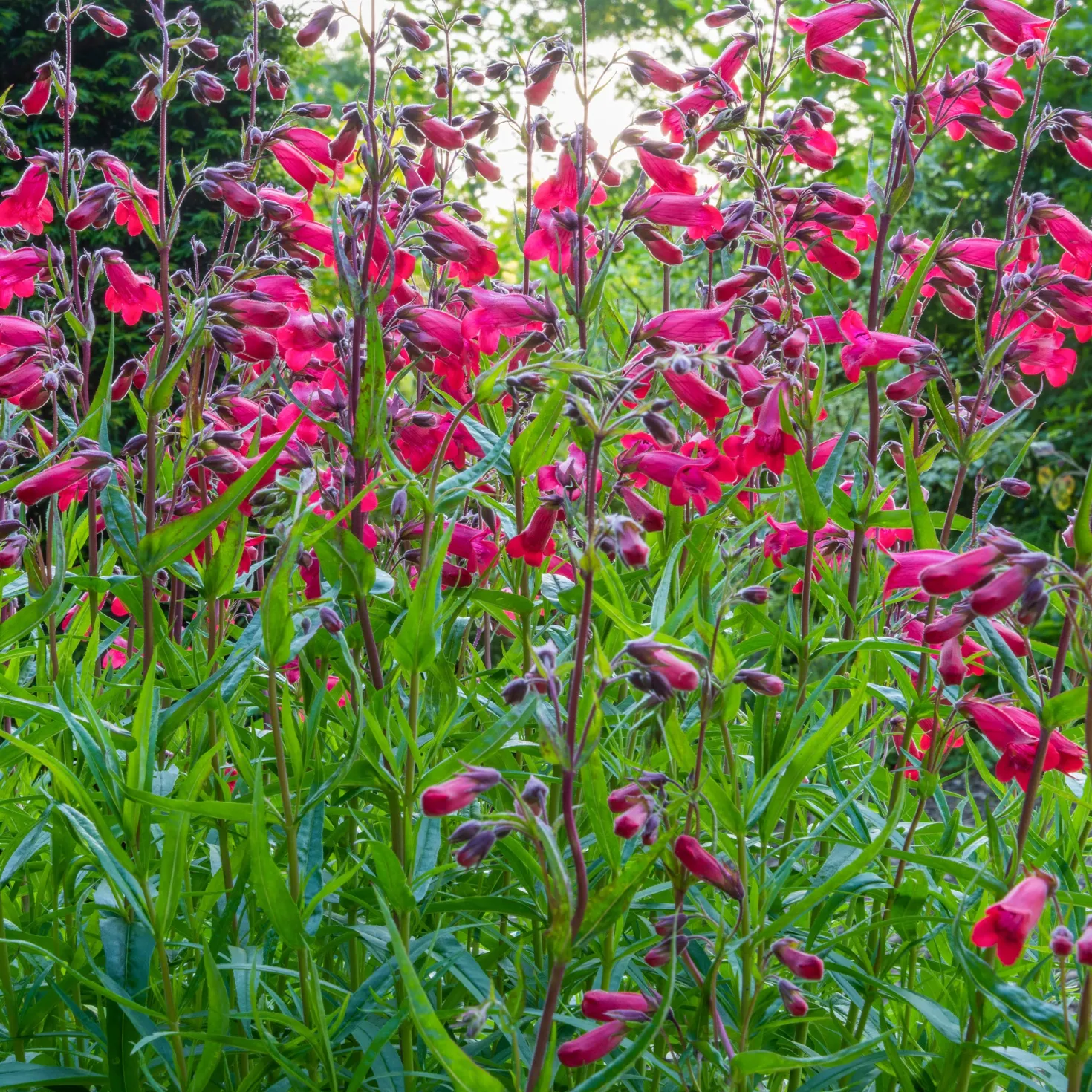 Bartfaden 'Schoenholzeri' - Fuchsia-Blüten den ganzen Sommer