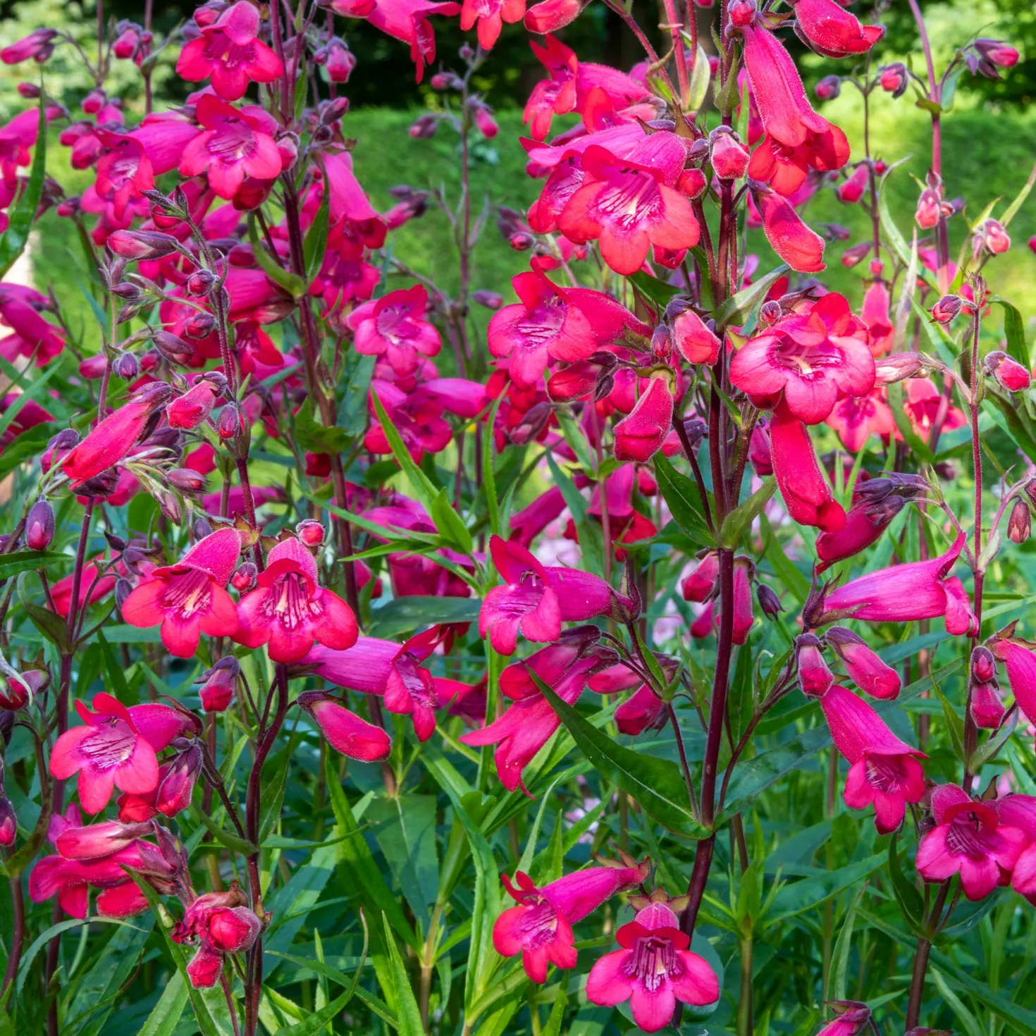 Bartfaden 'Schoenholzeri' - Fuchsia-Blüten den ganzen Sommer