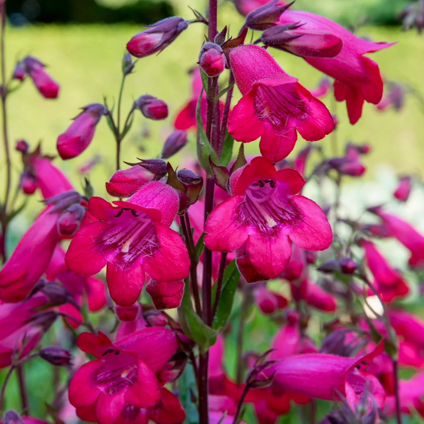Bartfaden 'Schoenholzeri' - Fuchsia-Blüten den ganzen Sommer