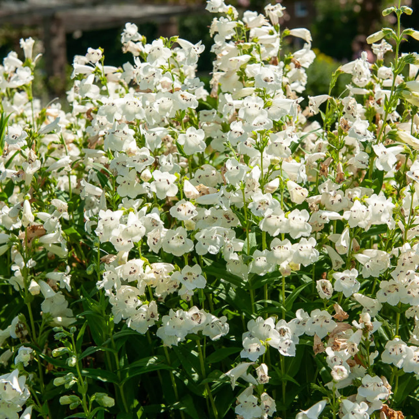 Bartfaden ‘White Bedder’ - Reinweiße Blüten den Sommer lang