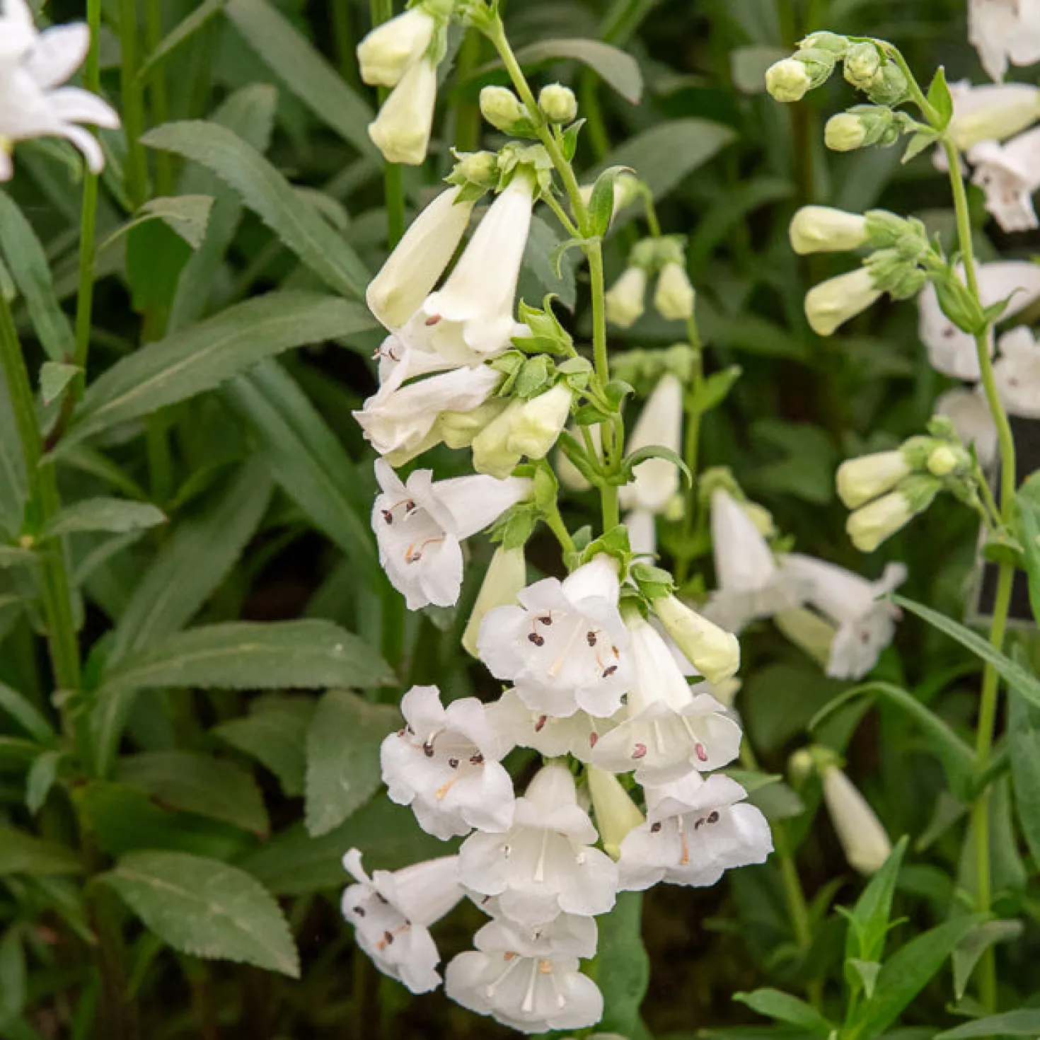 Bartfaden ‘White Bedder’ - Reinweiße Blüten den Sommer lang