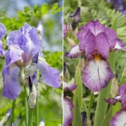 Bart-Iris Kollektion ‘Autumn Encore’ & ‘Lovely Again’ (x6) - Herbstblühende Iris, lange Blüte