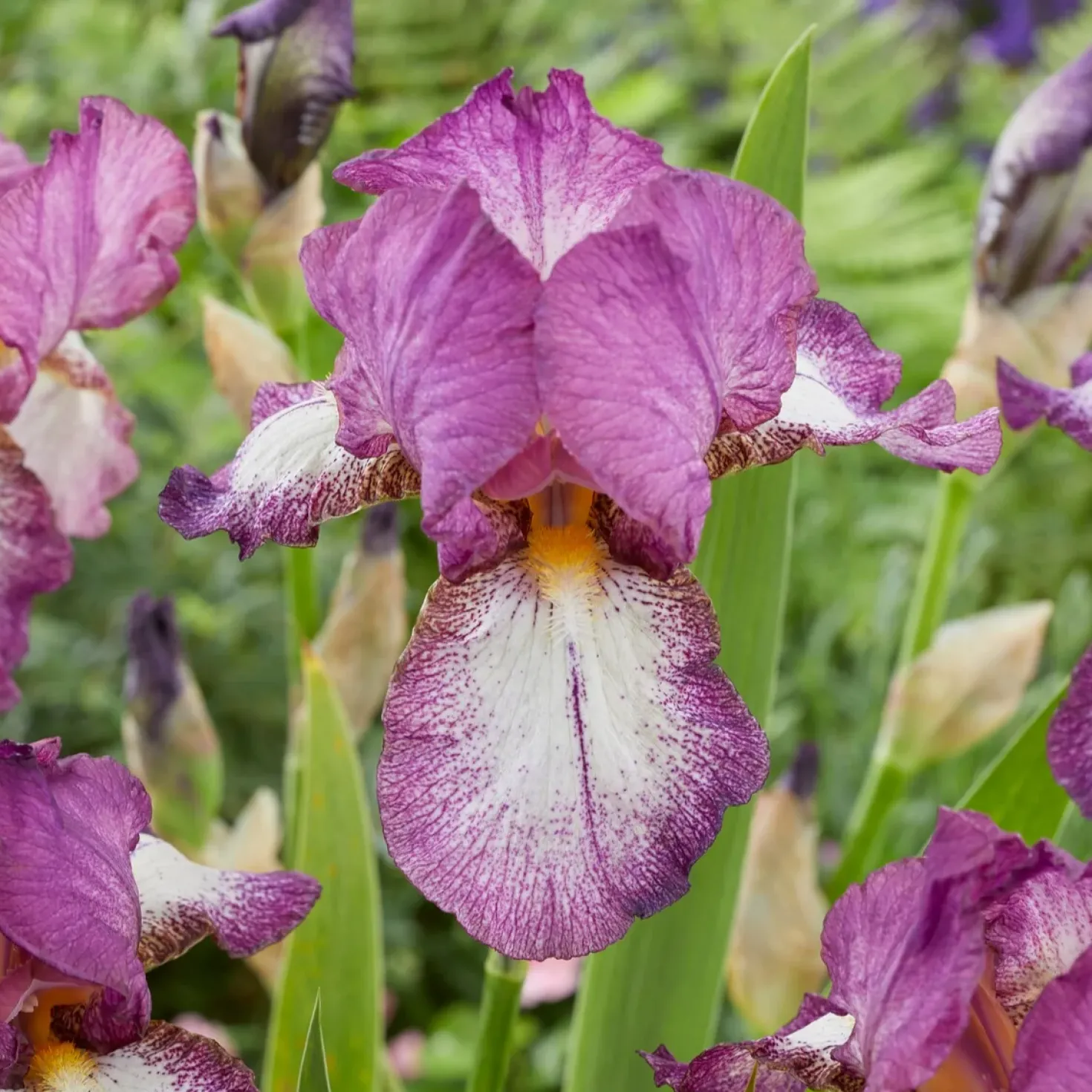 Bart-Iris Kollektion ‘Autumn Encore’ & ‘Lovely Again’ (x6) - Herbstblühende Iris, lange Blüte