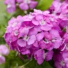 Bartnelke ‘Barbarini Pink’ - Kompakt, farbstark, pflegeleicht