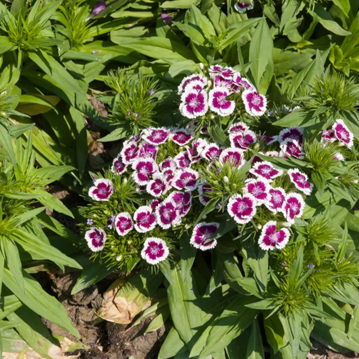 Bartnelke 'Barbarini Purple Picotee' - Zweifarbig und duftend