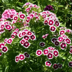 Bartnelke 'Barbarini Purple Picotee' - Zweifarbig und duftend