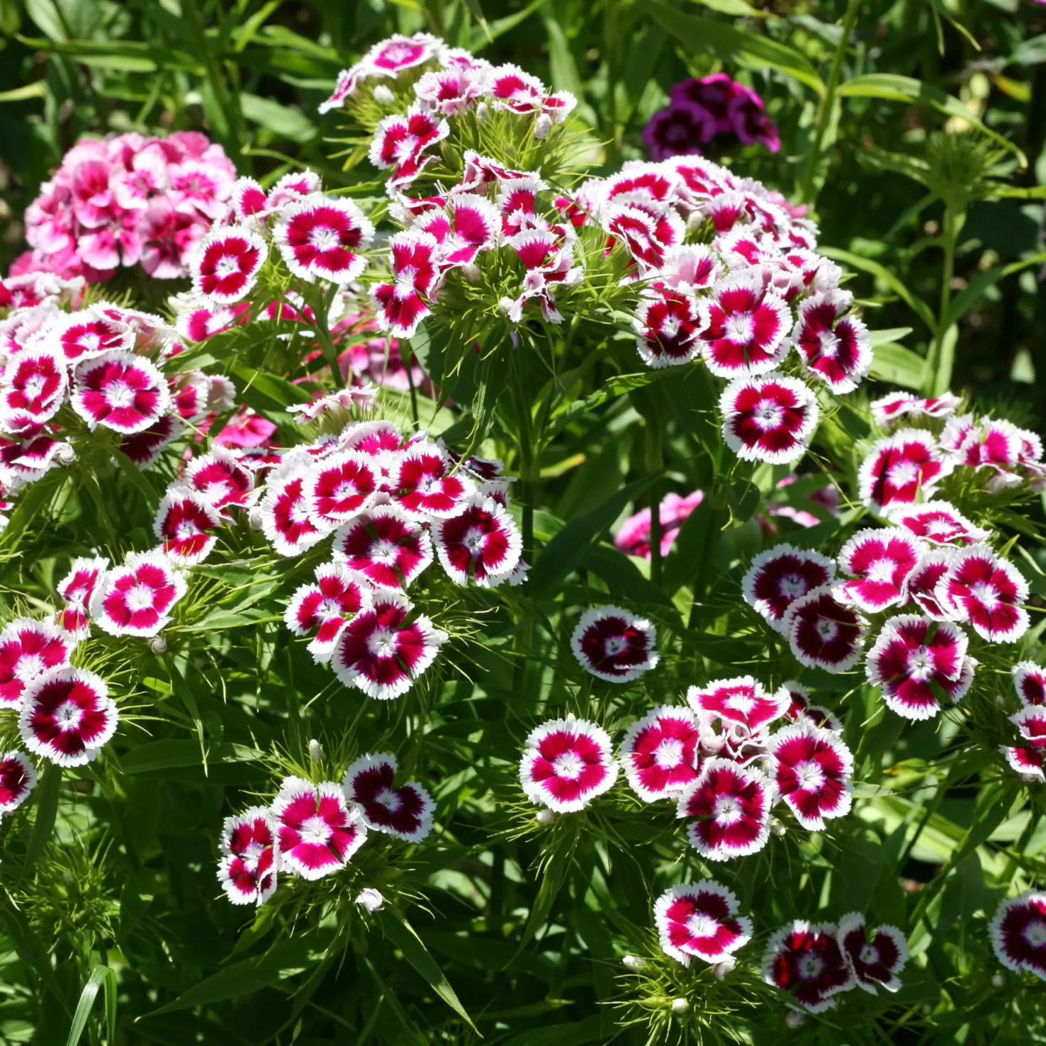 Bartnelke 'Barbarini Purple Picotee' - Zweifarbig und duftend