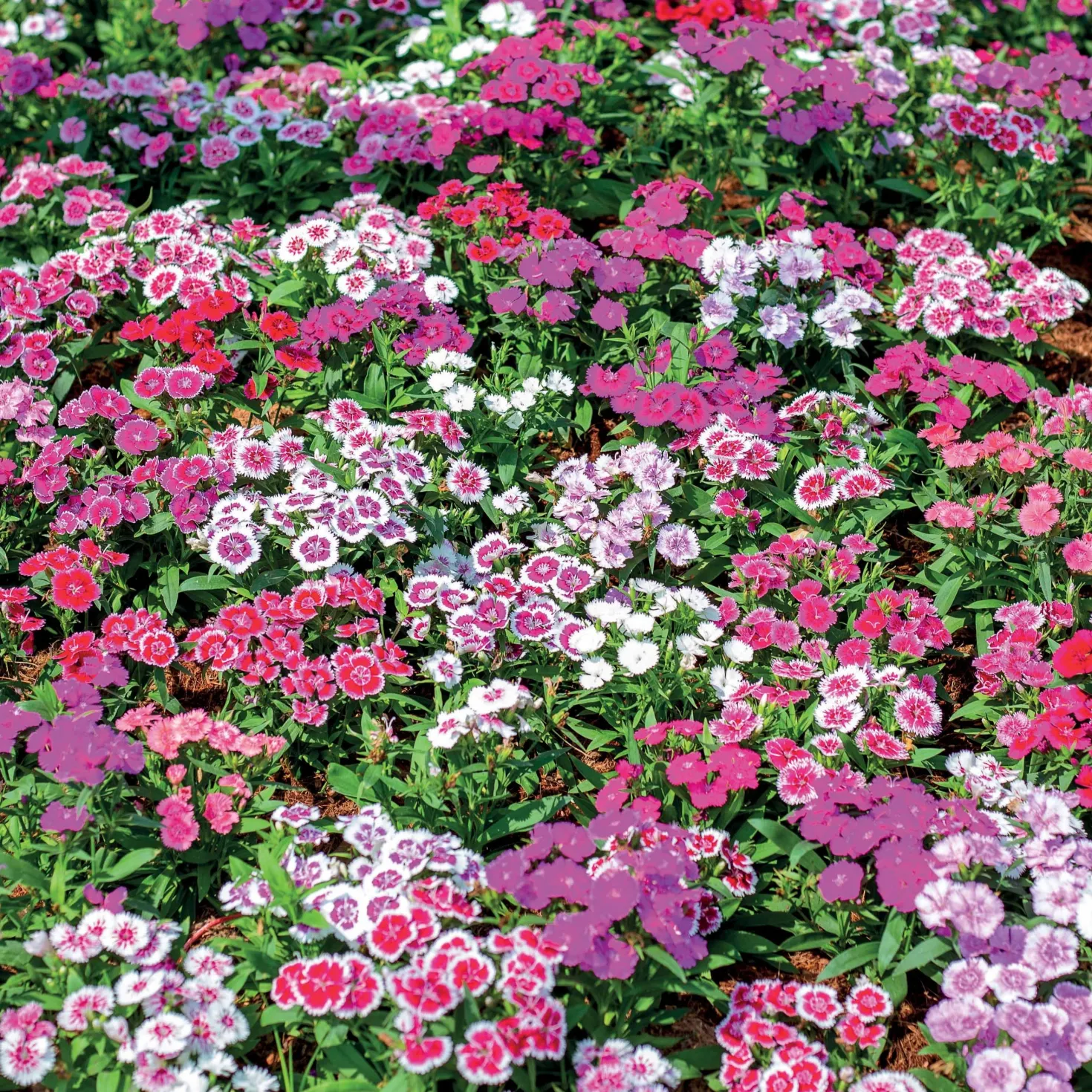 Bartnelke Mischung - Bunte Blüten den ganzen Sommer