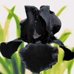 Bart-Schwertlilie ‘Study in Black’ (x2) - Fast schwarze Blüten im Beet