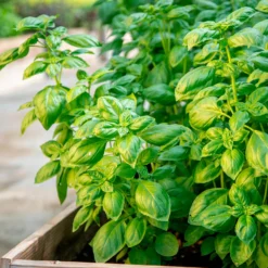 Basilikum 'Genovese' Bio - Frisches Pesto direkt vom Balkon