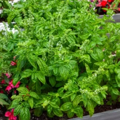 Basilikum 'Genovese' Bio - Frisches Pesto direkt vom Balkon