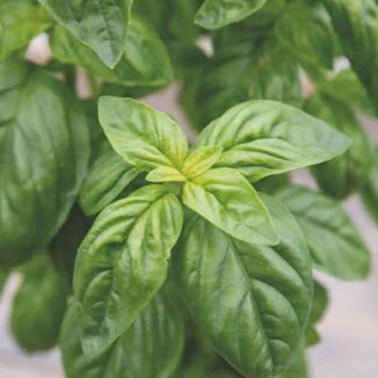 Basilikum 'Genovese' Bio - Frisches Pesto direkt vom Balkon