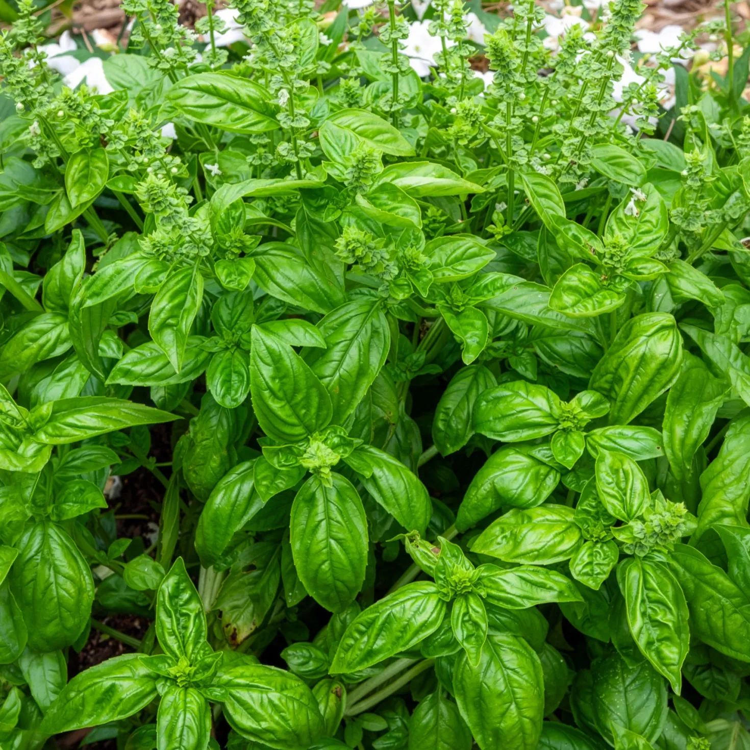 Basilikum 'Genovese' Bio - Frisches Pesto direkt vom Balkon