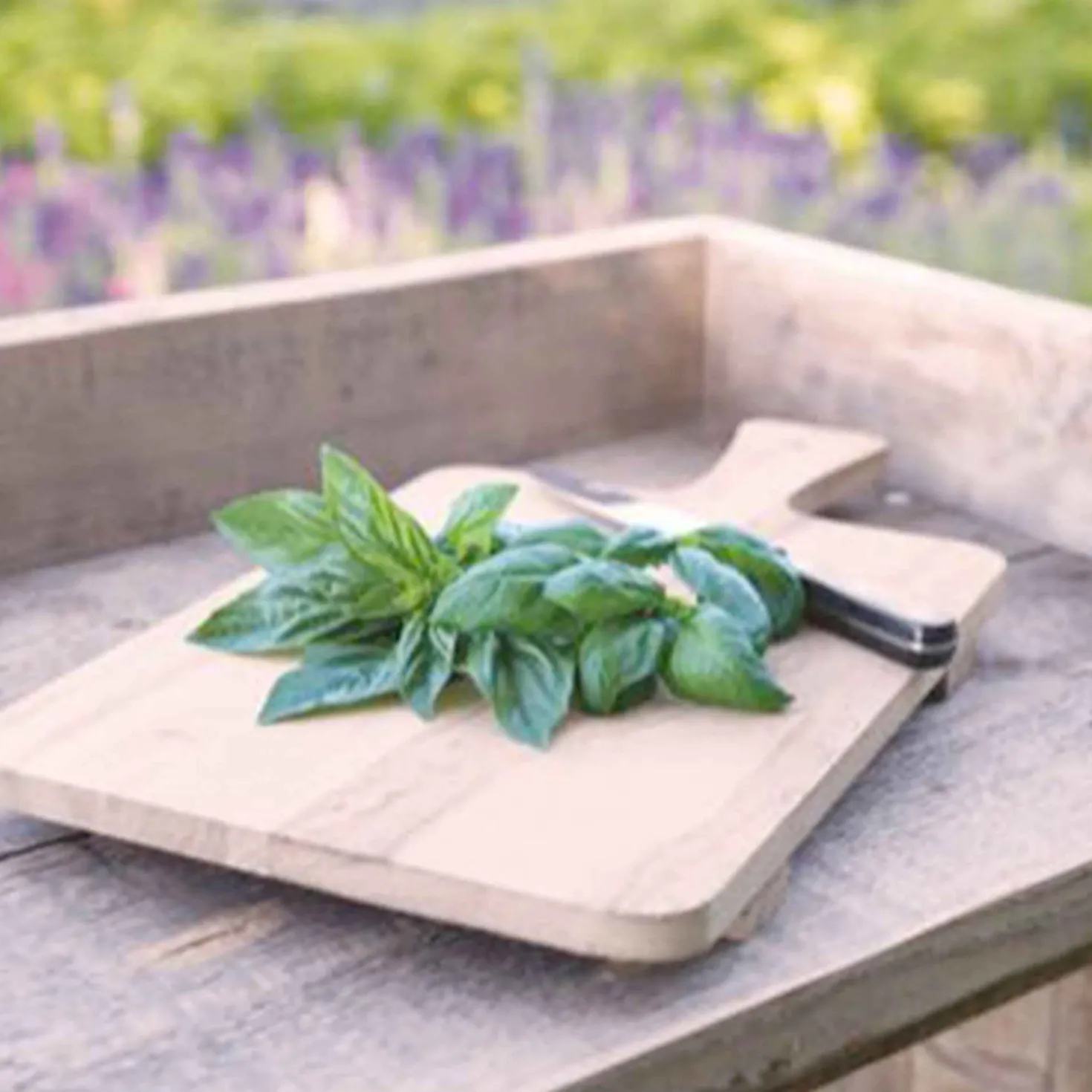 Basilikum 'Genovese' Bio - Frisches Pesto direkt vom Balkon