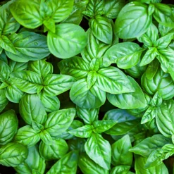 Basilikum ‘Grand Vert’ - Frisches Aroma sofort