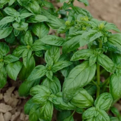 Basilikum ‘Grand Vert’ - Frisches Aroma sofort