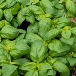 Basilikum ‘Grand Vert’ - Frisches Aroma sofort