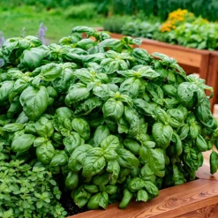 Basilikum ‘Grand Vert’ Pflanze - Aromatische Ernte den ganzen Sommer