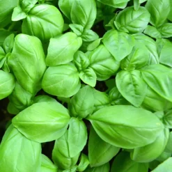 Basilikum ‘Grand Vert’ Pflanze - Aromatische Ernte den ganzen Sommer