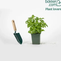 Basilikum ‘Grand Vert’ Pflanze - Aromatische Ernte den ganzen Sommer