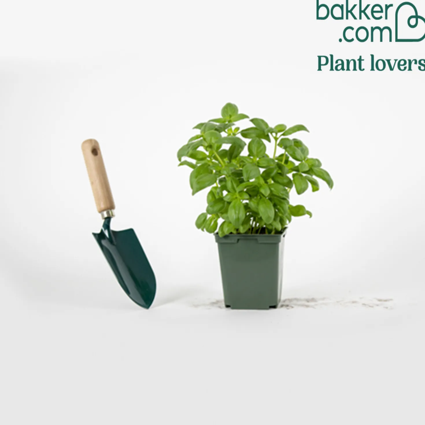 Basilikum ‘Grand Vert’ Pflanze - Aromatische Ernte den ganzen Sommer