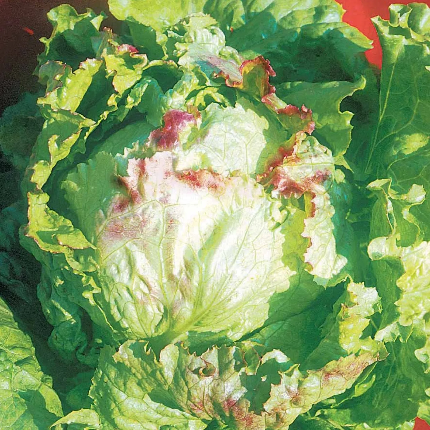 Bataviasalat ‘Blonde à bord rouge’ - Knackig ernten, bunt genießen