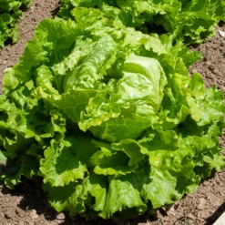 Bataviasalat ‘Dorée de printemps’ - Knackiger Salat vom Beet