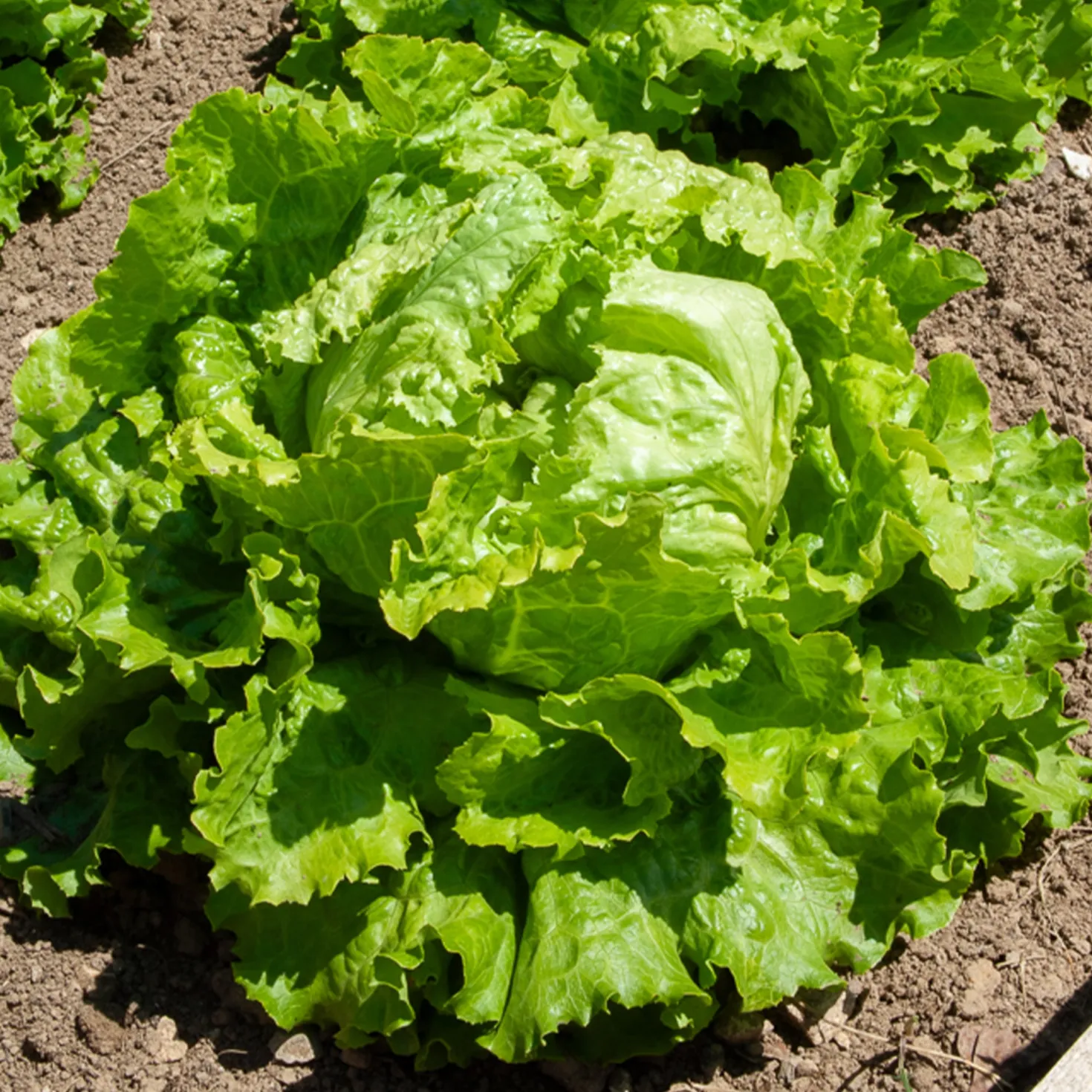Bataviasalat ‘Dorée de printemps’ - Knackiger Salat vom Beet