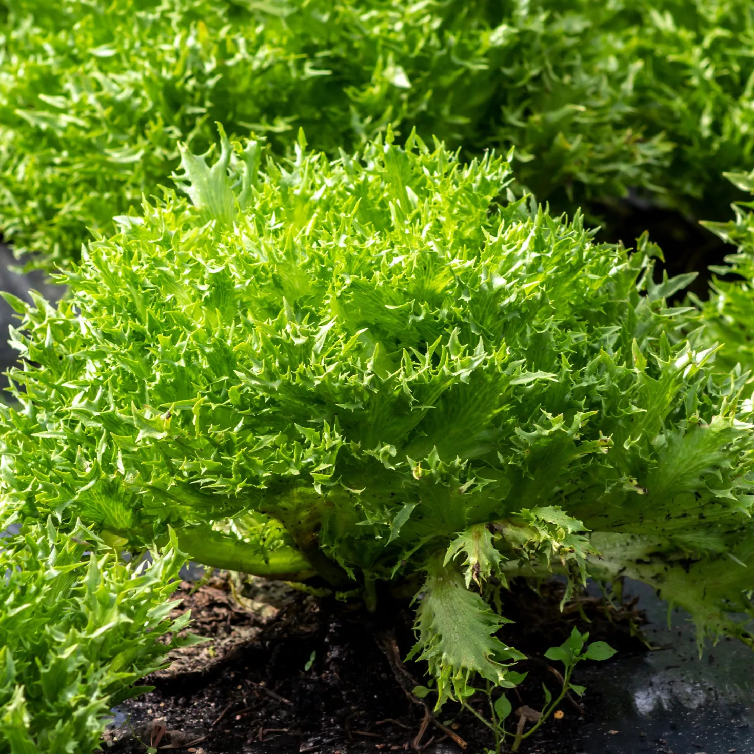 Bataviasalat ‘Eazyleaf Skilton’ - Ernten ohne Wartezeit